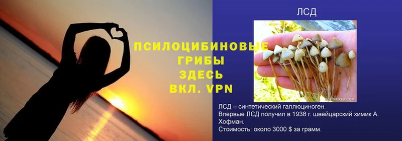 цена   Баксан  Псилоцибиновые грибы GOLDEN TEACHER 